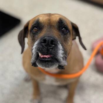 Red -  Boxer Dog for Adoption in Nashville, Indiana - Red | PetCurious