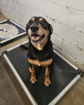 Rescue Shepherd and Hound Dogs for Adoption in El Centro, California - Leonard | PetCurious