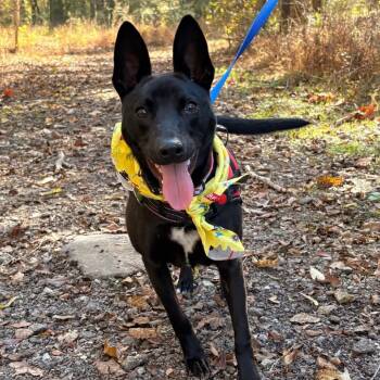 Rescue Mixed Breed Dogs for Adoption in Brownsboro, Alabama - Jett | PetCurious