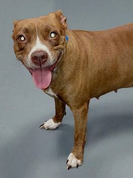 Julie -  Terrier and Mixed Breed Dog for Adoption in South Bend, Indiana - Julie | PetCurious