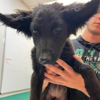 Frappe -  Mixed Breed and Black Labrador Retriever Dog for Adoption in Wichita, Kansas - Frappe | PetCurious