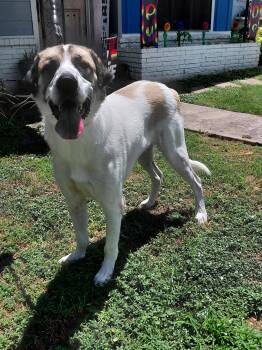 Zeus -  Anatolian Shepherd Dog for Adoption in San Antonio, Texas - Zeus | PetCurious