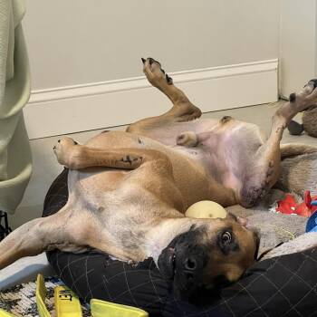 Mixed Breed Dogs Available for Adoption - Wags | PetCurious