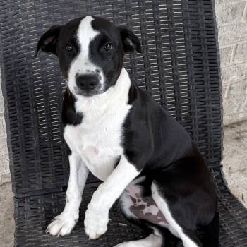 Pit Bull Terrier and Mixed Breed Dogs Available for Adoption in Houston, Texas - Eclipse  | PetCurious