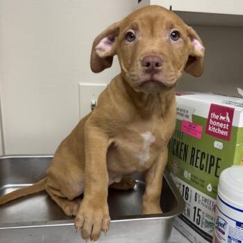 Pit Bull Terrier and Black Mouth Cur Dogs Available for Adoption - TUSC-Stray-83465_2 | PetCurious