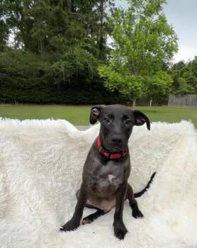 Jimi Hendrix -  Labrador Retriever Dog Available for Adoption in Houston, Texas - Jimi Hendrix | PetCurious