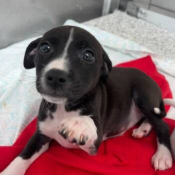 Publix -  Mixed Breed Dog for Adoption in Freeport, Florida - Publix | PetCurious