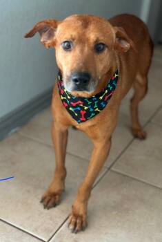 Mr Smiley -  Chihuahua and Mixed Breed Dog for Adoption in Houston, Texas - Mr Smiley | PetCurious