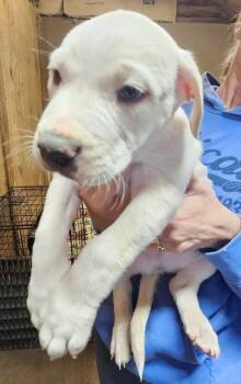 Dogo Argentino and Mixed Breed Dogs Available for Adoption - Bernardo | PetCurious
