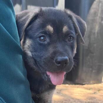 Ash -  German Shepherd Dog Dog for Adoption in Whittier, California - Ash | PetCurious