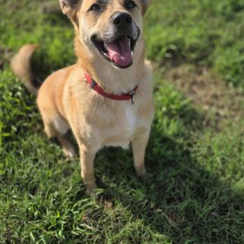 Charlie -  Black Mouth Cur and German Shepherd Dog Dog for Adoption in Point, Texas - Charlie | PetCurious