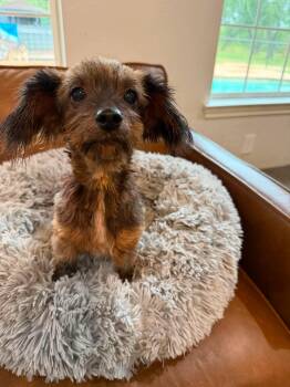Betty -  Dachshund and Terrier Dog for Adoption in Winter, Wisconsin - Betty | PetCurious