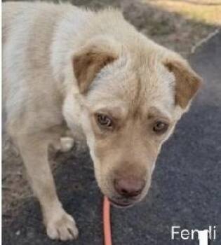 Fendi -  Shar Pei Dog for Adoption in Parma, Ohio - Fendi | PetCurious