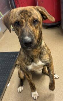 Rescue Mixed Breed Dogs for Adoption in Chamblee, Georgia - Stanish | PetCurious