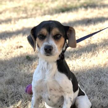 Beagle and Rat Terrier Dogs Available for Adoption - Candice | PetCurious