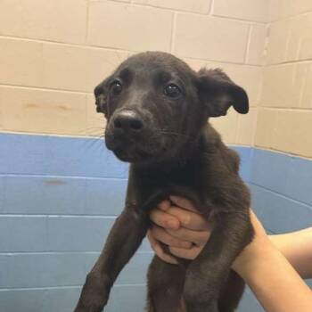 Mi -  Mixed Breed Dog for Adoption in Gadsden, Alabama - Mi | PetCurious
