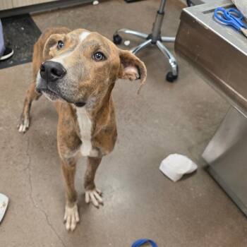 Chipper -  Mixed Breed Dog for Adoption in Chattanooga, Tennessee - Chipper | PetCurious