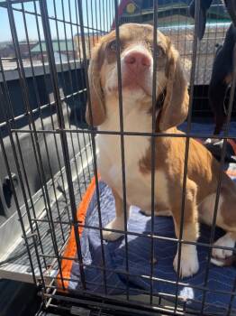 Mixed Breed Dogs Available for Adoption - Shamrock | PetCurious