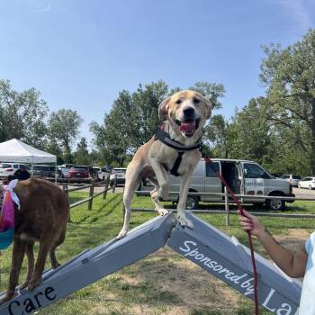 Mallow -  Yellow Labrador Retriever Dog for Adoption in Mckean, Pennsylvania - Mallow | PetCurious