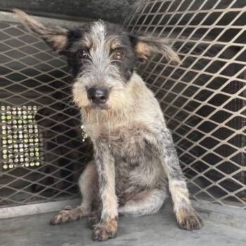 Menudo -  Terrier and None Dog for Adoption in Edinburg, Texas - Menudo | PetCurious