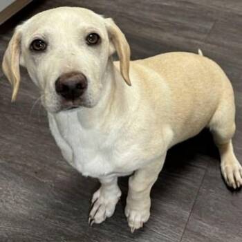 Basset Hound and Labrador Retriever Dogs Available for Adoption - Braelyn | PetCurious