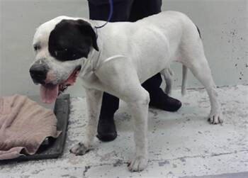 AZALEA -  Mastiff and Mixed Breed Dog for Adoption in Houston, Texas - AZALEA | PetCurious