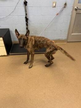 Smartie Pants -  Mixed Breed Dog for Adoption in Chamblee, Georgia - Smartie Pants | PetCurious