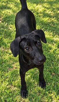 Eddie -  Miniature Pinscher and Dachshund Dog for Adoption - Eddie | PetCurious
