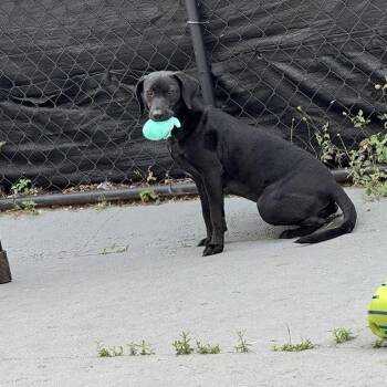 Black Labrador Retriever and Mixed Breed Dogs Available for Adoption in Pinellas Park, Florida - Kringle | PetCurious