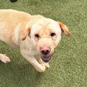 Shar Pei Dogs Available for Adoption in Dallas, Texas - Holy Moly Macaroni | PetCurious