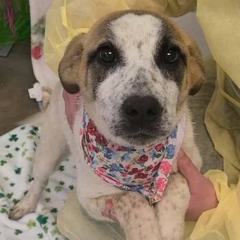 Anatolian Shepherd Dogs Available for Adoption in Woolwich, Maine - Aspen | PetCurious