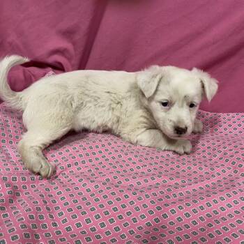 A614027 -  Australian Shepherd and Mixed Breed Dog for Adoption in Modesto, California - A614027 | PetCurious