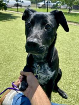 Nimbus -  Mixed Breed Dog for Adoption in Wichita, Kansas - Nimbus | PetCurious