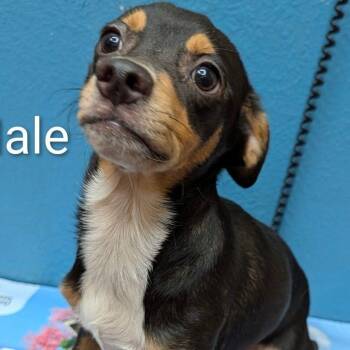 Duke -  Chihuahua Dog for Adoption in Carrollton, Texas - Duke | PetCurious