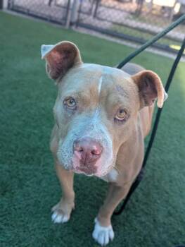 ROSA -  Mixed Breed Dog for Adoption in Dallas, Texas - ROSA | PetCurious