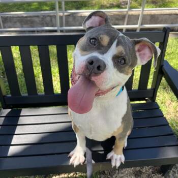 Gus -  Terrier Dog for Adoption in Tampa, Florida - Gus | PetCurious