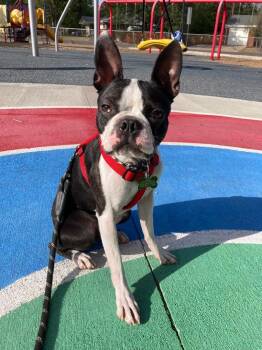 Vinnie in CO -  Boston Terrier Dog for Adoption - Vinnie In CO | PetCurious