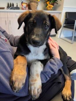 Dexter -  German Shepherd Dog and Border Collie Dog for Adoption in Chillicothe, Ohio - Dexter | PetCurious
