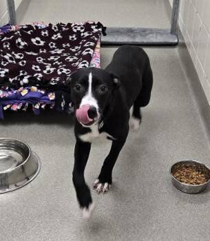 BELLA -  Husky and Australian Cattle Dog Blue Heeler Dog Available for Adoption in Omaha, Nebraska - BELLA | PetCurious