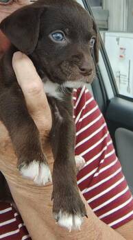 Tip -  Chihuahua and Labrador Retriever Dog for Adoption in Evansville, Indiana - Tip | PetCurious