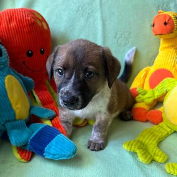 Hurricane -  Shepherd and Mixed Breed Dog for Adoption in Normal, Illinois - Hurricane | PetCurious
