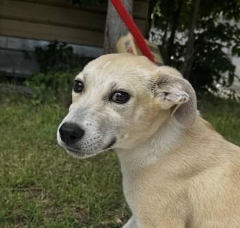 Pup Johnny -  Labrador Retriever and Hound Dog for Adoption in Washington, District Of Columbia - Pup Johnny | PetCurious