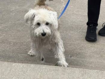 Maltese and Mixed Breed Dogs Available for Adoption in Grand Prairie, Texas - BEBE | PetCurious