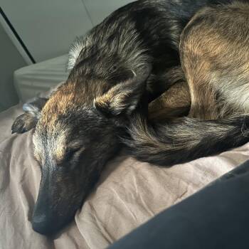 Hazelnut -  Shepherd and Mixed Breed Dog for Adoption in Rochester, Minnesota - Hazelnut | PetCurious