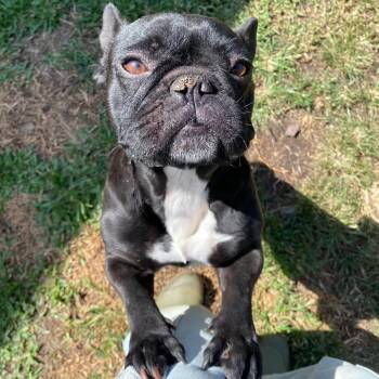 Minnie -  French Bulldog Dog Available for Adoption in Keaau, Hawaii - Minnie | PetCurious