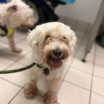 Ginger -  Mixed Breed Dog for Adoption in Charleston, West Virginia - Ginger | PetCurious