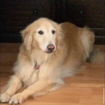Rescue Golden Retriever Dogs for Adoption in San Diego, California - Diamond | PetCurious