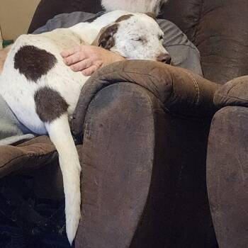 German Shorthaired Pointer and Australian Cattle Dog Blue Heeler Dogs Available for Adoption - Daisy May | PetCurious