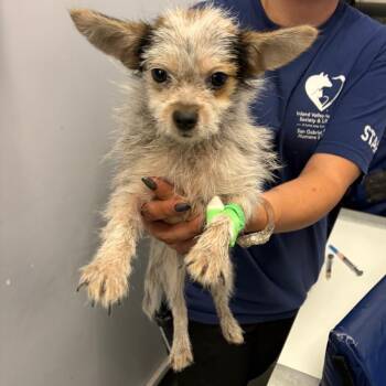IVHS-Stray-141861_2 -  Chihuahua Dog for Adoption in San Gabriel, California - IVHS-Stray-141861_2 | PetCurious