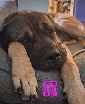 Rescue Mastiff Dogs for Adoption in Vancouver, British Columbia - Grizzly | PetCurious